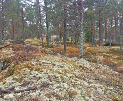 Berghällar och tallskog i Valdemarsvik.