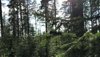 Solens strålar strilar genom trädkronorna och lyser på den mossbeklädda marken