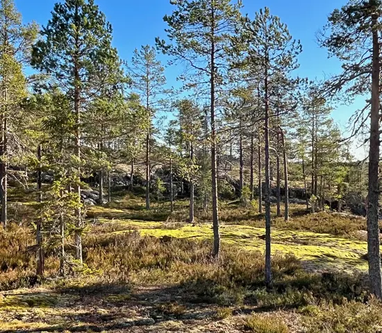 Bildtext toppbild: Sundsvalls OK bjuder på drömterräng med många fina öppna berghällar cirka tre mil norr om staden.